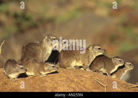 Klippschliefer Procavia capensis Rock Hyrax NP Masai Mara Kenya Afrika Banque D'Images