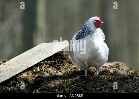 Les volailles Poulet Poulet ferme Haushuhn Gallus gallus domesticus Huhn Banque D'Images