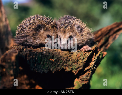 Junge Erinaceus europaeus jeune européen Igel Hedhogs Banque D'Images