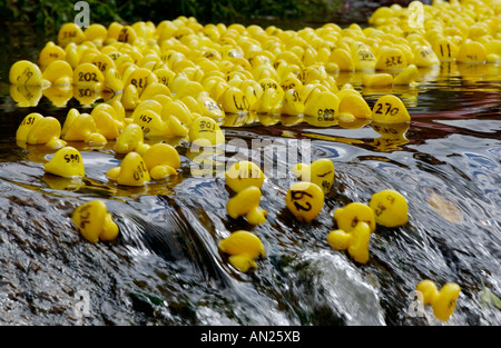 La course de canards en plastique jaune de la communauté sur la rivière Ennig partie de Talgarth annuel Festival de la Montagne Noire Powys Pays de Galles UK Banque D'Images