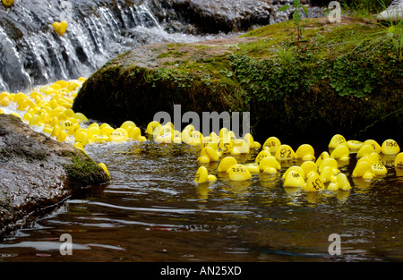 La course de canards en plastique jaune de la communauté sur la rivière Ennig partie de Talgarth annuel Festival de la Montagne Noire Powys Pays de Galles UK Banque D'Images