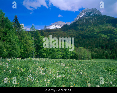 Prairie avec narcisse des poètes narcissus poeticus floraison et la montagne Loser Bad Aussee Ausseerland Salzkammergut Autriche Banque D'Images