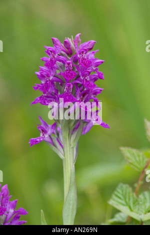 Feuillus marsh orchid Dactylorhiza majalis Mull Ecosse Juin Banque D'Images