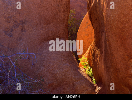 Petit arbuste poussant dans un gouffre rock région Afrique Namibie Spitzkoppe Banque D'Images