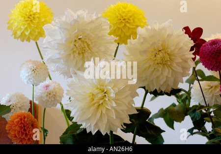 Fleur Dahlia expositions au Garden Club montrent une partie de Talgarth Festival de la Montagne Noire, Powys Pays de Galles UK Banque D'Images