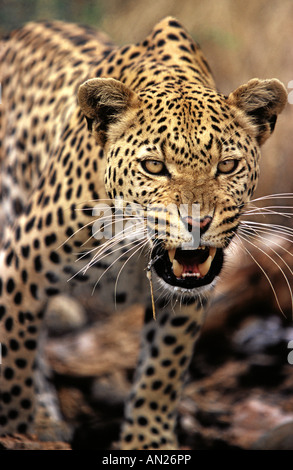 Panthera pardus léopard Ostafrika Afrique de l'Est Banque D'Images