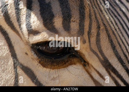 Steppenzebra Equus quagga zebra Auge eye Afrika afrique Banque D'Images