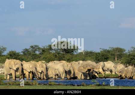 Afrikanischer Elefant Elephant Loxodonta africana NP Etoscha Namibie Afrika Wasserstelle Banque D'Images