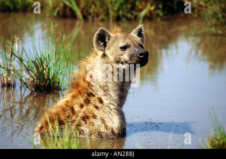 Tuepfelhyaene rire hyène afrika afrique massai Mara au Kenya Kenia np hyène tachetée Crocuta crocuta Banque D'Images