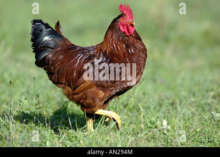 Les volailles Poulet Poulet ferme Haushuhn Gallus gallus domesticus Huhn Banque D'Images