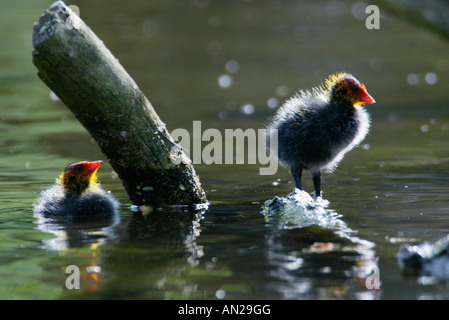 Blaesshuhn Fulica atra Foulque europe europa Banque D'Images