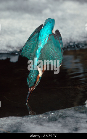 Optimize Alcedo atthis kingfisher martin-pêcheur d'europe europa la rivière Banque D'Images