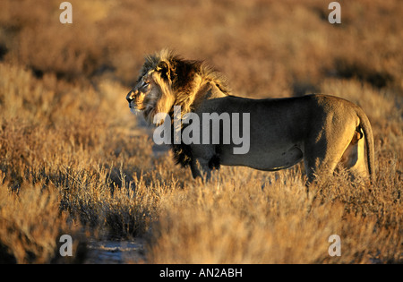 Loewe Afrikanischer African Lion Panthera leo Afrika Afrique Banque D'Images