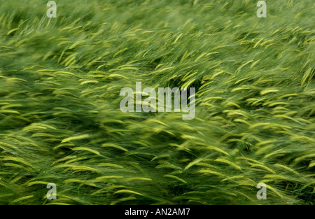 Close-up d'épis d'orge (Hordeum vulgare). Banque D'Images