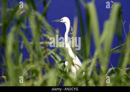 L'Aigrette garzette par le Nil (Egretta garzetta) Banque D'Images