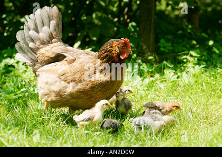 Haushuhn Kueken mit les volailles Poulet Hen Henne Poulet ferme femelle Gallus gallus domesticus Huhn Banque D'Images