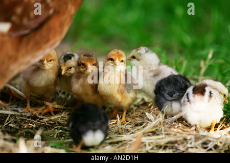 Haushuhn Kueken mit les volailles Poulet Hen Henne Poulet ferme femelle Gallus gallus domesticus Huhn Banque D'Images