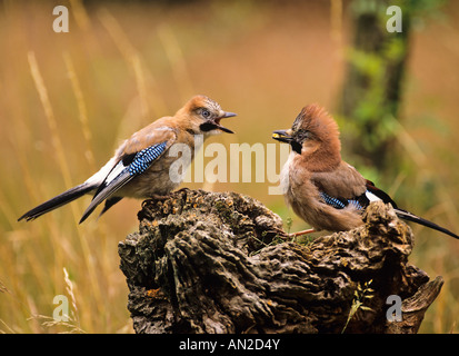 Eichelhaeher flueggem Jungvogel mit Garrulus glandarius (Eurasie) Jay Banque D'Images