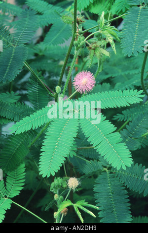 Plante sensitive, la honte (Mimosa pudica), fleur et feuille Banque D'Images