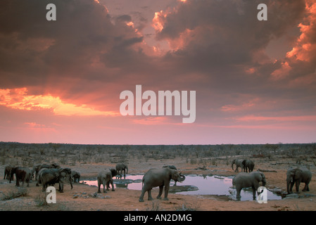 Les éléphants africains Afrikanische Elefanten Loxodonta africana Banque D'Images