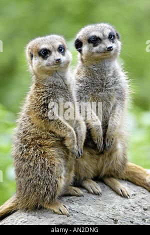 Erdmaennchen lynx lynx queue mince meerkat afrika afrique Banque D'Images