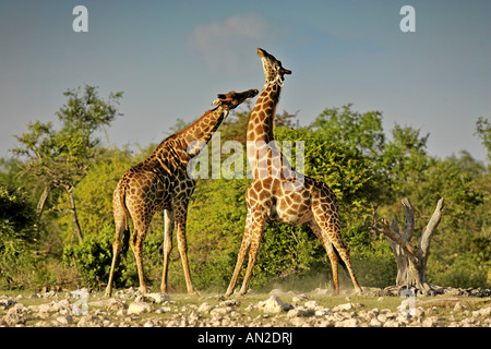 Deux taureaux giraffe Giraffa camelopardalis lutter contre la Namibie Etosha National Park Banque D'Images