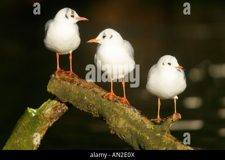 Lachmoewe Larus ridibundus mouette à tête noire Banque D'Images