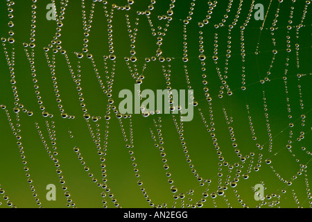 Spinnennetz mit Tautropfen Baden Württemberg Deutschland d'araignée à gouttes de rosée du matin Baden Württemberg Allemagne Banque D'Images