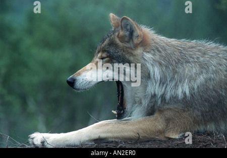 Le loup gris d'Europe (Canis lupus lupus), le bâillement, Suède Banque D'Images
