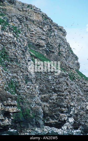 La mouette tridactyle (Rissa tridactyla), oiseau rock, colonie, Norvège, péninsule Varanger Banque D'Images