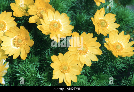 Adonis de printemps (Adonis vernalis), fleurs, Allemagne Banque D'Images