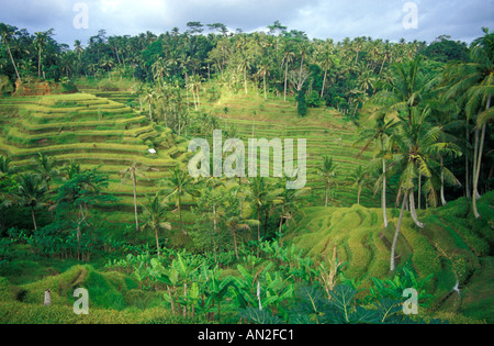 Les Rizières en terrasses à Tegallalang, Centre de Bali (Indonésie) Banque D'Images
