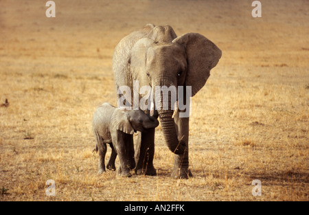 Afrikanischer Elefant Elephant Loxodonta africana Kenya Masai Mara mit Jungen avec cub Afrika Banque D'Images