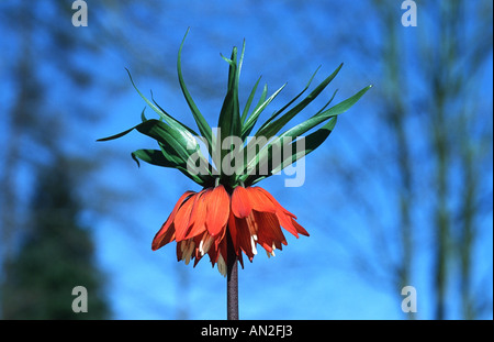 Couronne impériale lily (Fritillaria imperialis), cv. Rubra : inflorescence Banque D'Images