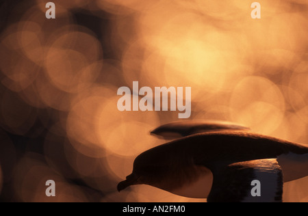 Pétrel à ailes blanches (Pterodroma leucoptera), voler contre le coucher du soleil, l'Antarctique Banque D'Images