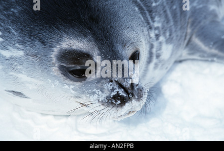 Phoque de Weddell (Leptonychotes weddelli), de repos, de l'Antarctique Banque D'Images