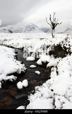 Old Dead Tree sur Rannoch Moor Banque D'Images