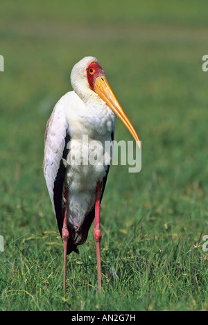 Bec jaune Nimmersatt stork Mycteria Ibis Le lac Nakuru NP Kenia Afrika Banque D'Images