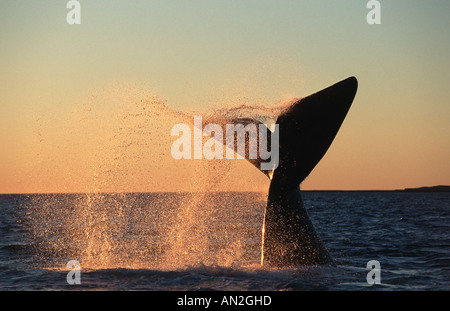 Baleine franche australe (Eubalaena australis, Balaena glacialis australis), Fluke, lob tailing, Argentine, Péninsule Valdes Banque D'Images