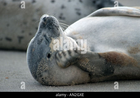 Le phoque, phoque commun (Phoca vitulina), repos, Allemagne Banque D'Images