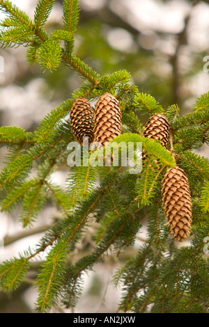 Cône de l'épinette de Norvège, Picea abies, Ecosse Banque D'Images