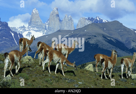 Guanaco (Lama guanicoe), groupe en face des tours de Paine, Chili, le Parc National Torres del Paine Banque D'Images