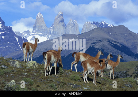 Guanaco (Lama guanicoe), groupe en face des tours de Paine, Chili, le Parc National Torres del Paine Banque D'Images