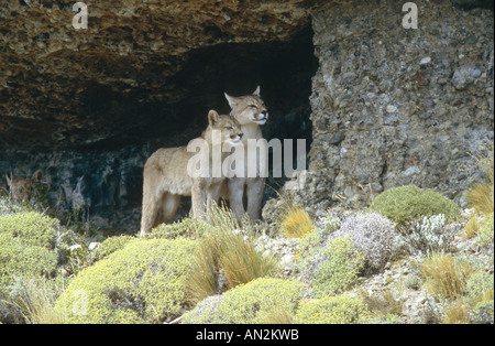 Puma, mountain lion, le couguar (Puma concolor, Profelis concolor), Femme avec pup en face d'entrée, Chili Banque D'Images