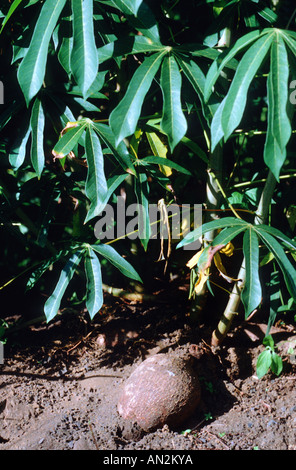 Le manioc, le manioc, Tapioc, Tapioca (Manihot esculenta), racine et les feuilles de stockage Banque D'Images