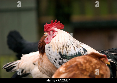 Coquelet à poulets Banque D'Images