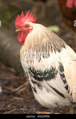 Coquelet Banque D'Images