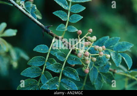 Poivre de Sichuan, poivre Szetchwan, Anis, poivre, poivre poivre Sprice chinois, japonais, japonais poivre prickly ash (Zanthoxyl Banque D'Images