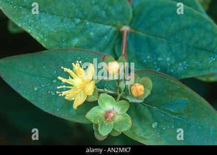 Tutsan (Hypericum androsaemum), plante en fleurs Banque D'Images