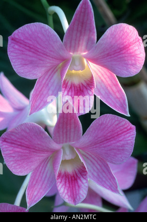 Dendrobium-Hybride Dendrodium (hybride), fleurs Banque D'Images